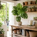 36" Large Leaf Silk Split Philodendron Monstera Plant w/Plastic Pot -Green (Pack of 2) - LPM036-GR