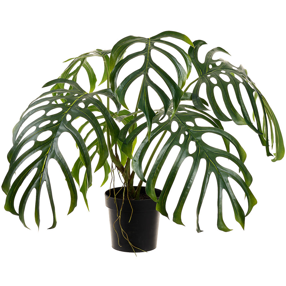 philodendron florida pflege Philodendron Florida Beauty - Vibrant Variegated Houseplant