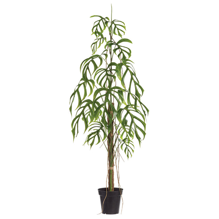 5'9" Monstera Dilacerata Leaf Silk Plant w/Plastic Pot -Green - LPM417-GR