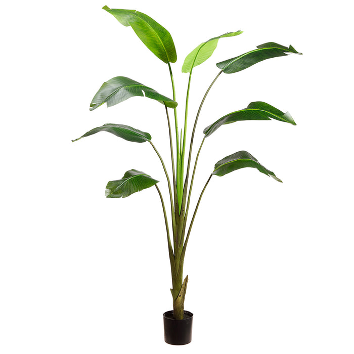 8' Multi Trunk Silk Traveller Palm Tree w/Plastic Pot -Green (pack of 2) - LPP013-GR