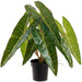 33" Philodendron Spiritus Sancti Leaf Silk Plant w/Plastic Pot -Green - LPP118-GR
