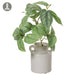 12" Pothos Leaf Silk Plant w/Ceramic Vase -Green (pack of 6) - LPP137-GR