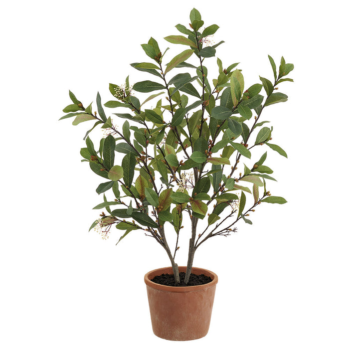 36" Blossoming Photinia Leaf Silk Plant w/Clay Pot -Green - LPP720-GR