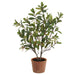36" Blossoming Photinia Leaf Silk Plant w/Clay Pot -Green - LPP720-GR
