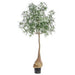 8' PEVA Queensland Bottle Leaf Artificial Tree w/Plastic Pot -Green - LPQ241-GR