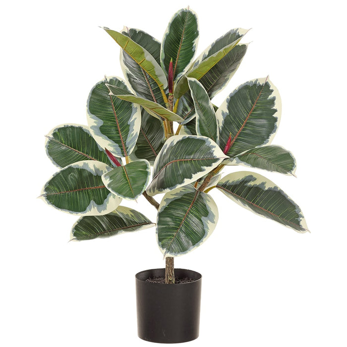 29" Rubber Leaf Silk Tree w/Pot -Green/Variegated - LPR811-GR/VG
