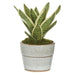 10" Sansevieria Snake Artificial Plant w/Ceramic Pot -Green/Variegated - LPS100-GR/VG