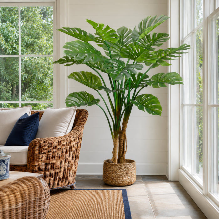 5'11" Giant Split Leaf Philodendron Monstera Plant w/Plastic Pot -Green (Pack of 2) - LPS116-GR