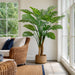 5'11" Giant Split Leaf Philodendron Monstera Plant w/Plastic Pot -Green (Pack of 2) - LPS116-GR
