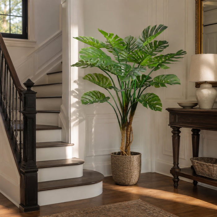 5'11" Giant Split Leaf Philodendron Monstera Plant w/Plastic Pot -Green (Pack of 2) - LPS116-GR