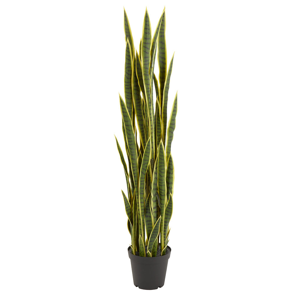 striped succulent The Striped Beauty Succulent Plant by ReVased main image 0