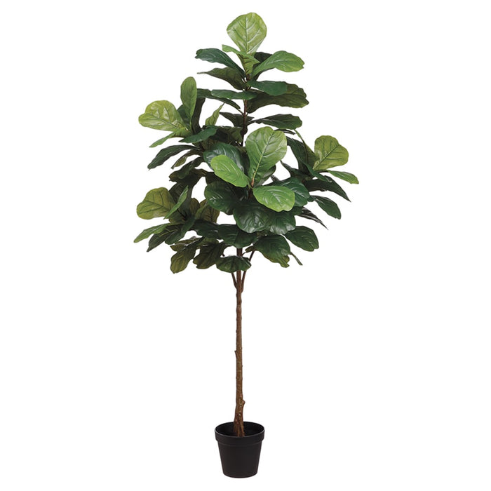 6' Fiddle Leaf Fig Silk Tree w/Pot -Green (Pack of 2) - LPW161-GR