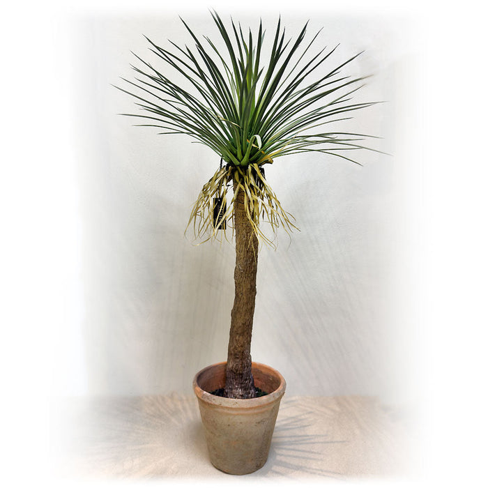36" Yucca Silk Tree w/Clay Pot -Green (Pack of 2) - LPY041-GR