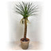 36" Yucca Silk Tree w/Clay Pot -Green (Pack of 2) - LPY041-GR