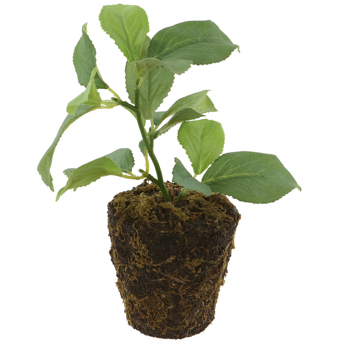 6" Silk Apple Leaf Plant w/Soil Ball -Green (pack of 12) - LQA526-GR