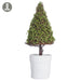18" Baby's Tear Cone-Shaped Artificial Topiary w/Clay Pot -Green (Pack of 4) - LQB816-GR