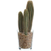 10" Column Cactus Artificial Plant w/Glass Vase -Green (Pack of 6) - LQC200-GR