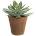 9" Echeveria Succulent Artificial Plant w/Clay Pot -Green/Gray (Pack of 4) - LQE001-GR/GY