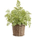 10" Fern Leaf Silk Plant w/Basket -Green (Pack of 2) - LQF435-GR