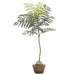 30" Jacaranda Fern Leaf Silk Tree w/Cement Pot -Green (Pack of 2) - LQF676-GR