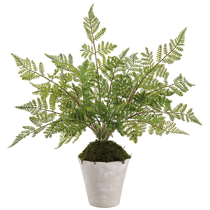 16" PE Lace Fern Artificial Plant w/Cement Pot -Green (Pack of 2) - LQF718-GR