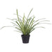 18" Lily Turf Grass Artificial Plant w/Plastic Pot -Green/Variegated (Pack of 6) - LQG553-GR/VG