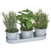 9" Mixed Herb Plants w/Tin Pots & Tray -Green (Pack of 2) - LQH086-GR
