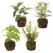 6" Set Of Assorted Herb Artificial Plants w/Soil -Green/Gray (Pack of 3) - LQH741-GR/GY