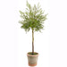 32" Outdoor UV-Resistant Artificial Myrtle Ball-Shaped Topiary w/Clay Pot -Green (Pack of 4) - LQM410-GR