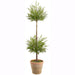 41" Outdoor UV-Resistant Artificial Double Myrtle Ball-Shaped Topiary w/Clay Pot -Green (Pack of 2) - LQM411-GR