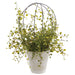 15" PE Muehlenbeckia Wire Silk Plant w/Cement Pot -Green (Pack of 2) - LQM441-GR