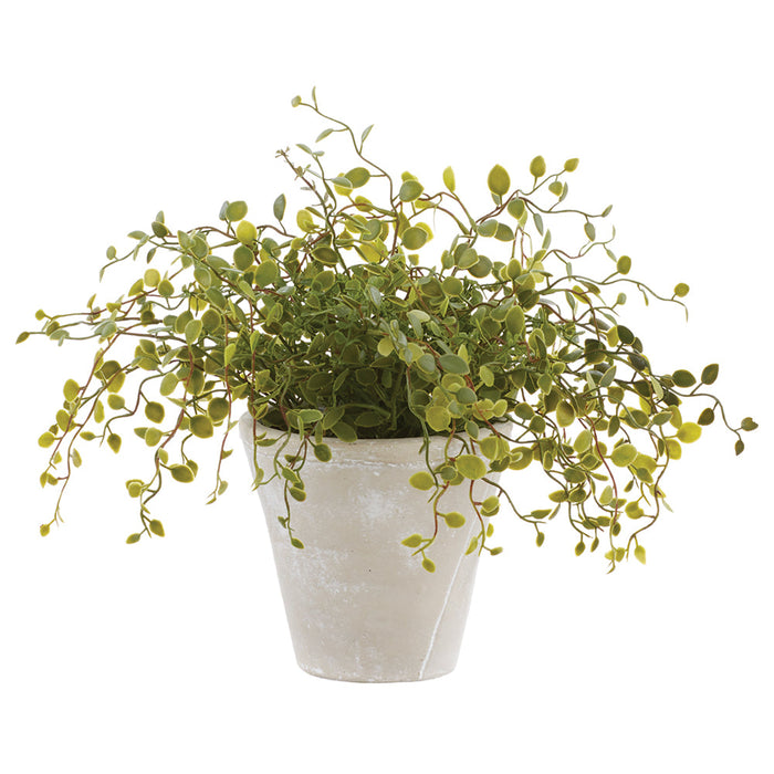 11" PE Muehlenbeckia Wire Silk Plant w/Cement Pot -Green (Pack of 2) - LQM443-GR