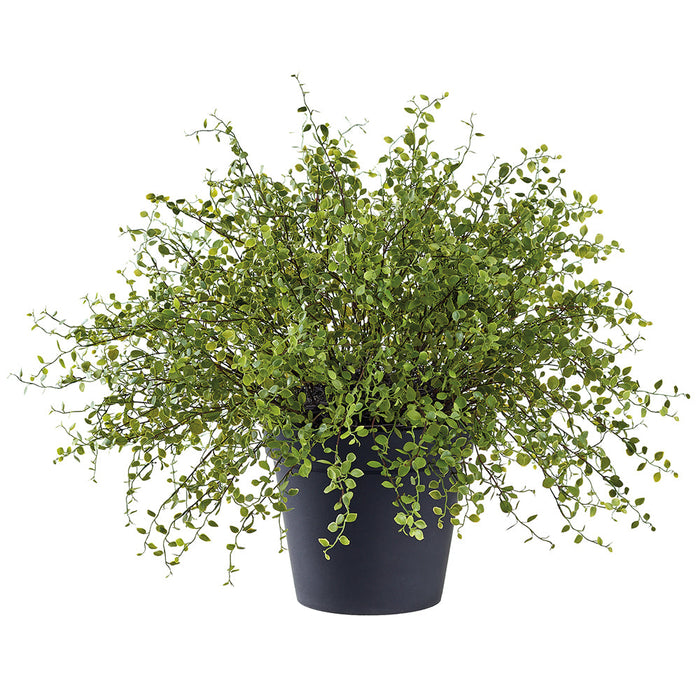 21" Muehlenbeckia Wire Silk Plant w/Plastic Pot -Green - LQM506-GR