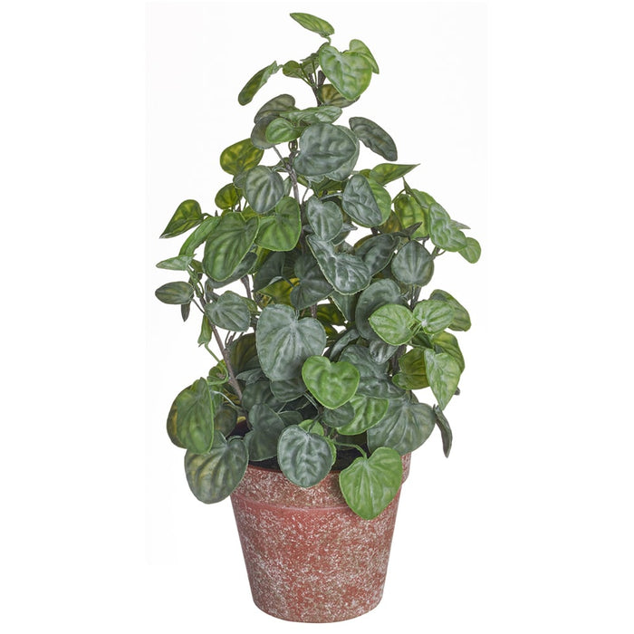 14" Silk Pepperomia Plant w/Plastic Pot -Green (pack of 6) - LQP127-GR