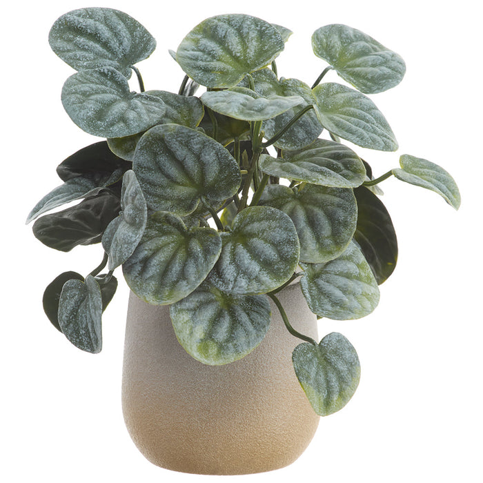 7" PE Pepperomia Leaf Silk Plant w/Plastic Pot -Green/Gray (Pack of 6) - LQP600-GR/GY