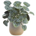 7" PE Pepperomia Leaf Silk Plant w/Plastic Pot -Green/Gray (Pack of 6) - LQP600-GR/GY
