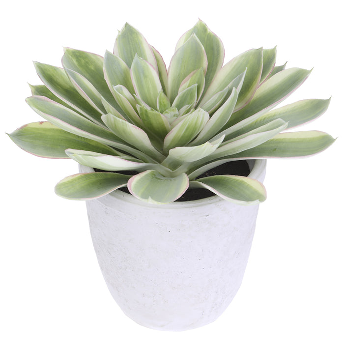 16" Echeveria Artificial Plant w/Cement Pot -Green/Cream (Pack of 2) - LQS106-GR/CR