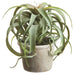 10.5" Artificial Tillandsia Plant w/Papier Mache Pot -Green (pack of 4) - LQS131-GR