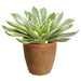 10" Artificial Echeveria Succulent Plant w/Clay Pot -Green (pack of 2) - LQS133-GR