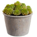 6" Sedum Succulent Artificial Plant w/Papier Mache Pot -Green (Pack of 6) - LQS172-GR