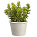 7" Artificial Stonecrop Sedum Succulent Plant w/Papier Mache Pot -Green (pack of 6) - LQS252-GR
