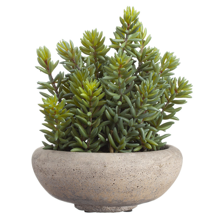 can you plant sedum in a pot 9" Artificial Stonecrop Sedum Succulent Plant w/Cement Pot -Green — Silks Are Forever