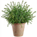 22.5" Outdoor UV-Resistant Artificial Sedum Plant w/Clay Pot -Green (Pack of 2) - LQS404-GR