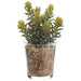 8" Real Touch Sedum Succulent Artificial Plant w/Glass Vase -Green/Gray (Pack of 6) - LQS500-GR/GY