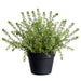 15.5" Sedum Succulent Artificial Plant w/Plastic Pot -Green (Pack of 4) - LQS512-GR