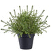 22" Sedum Succulent Artificial Plant w/Plastic Pot -Green (Pack of 2) - LQS513-GR