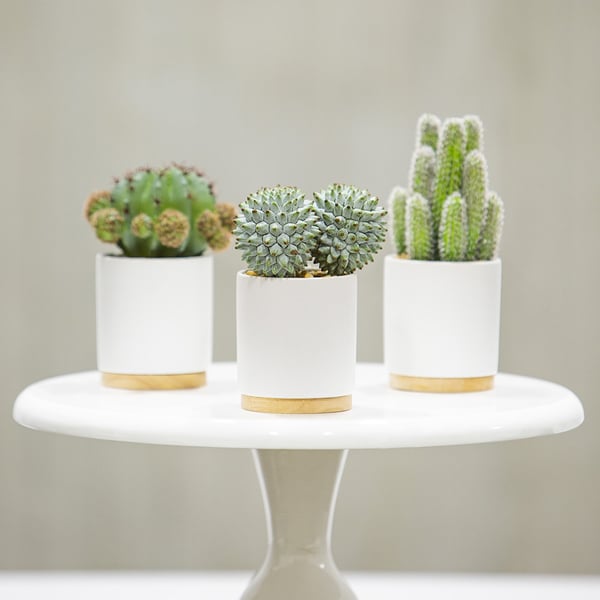 cute cactus plant pot 7.5" Set Of Artificial Barrel & Column Cactus Plants w/Ceramic Pots — Silks Are Forever