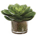 6.5" Echeveria Artificial Plant w/Glass Vase -Green (pack of 4) - LQS757-GR