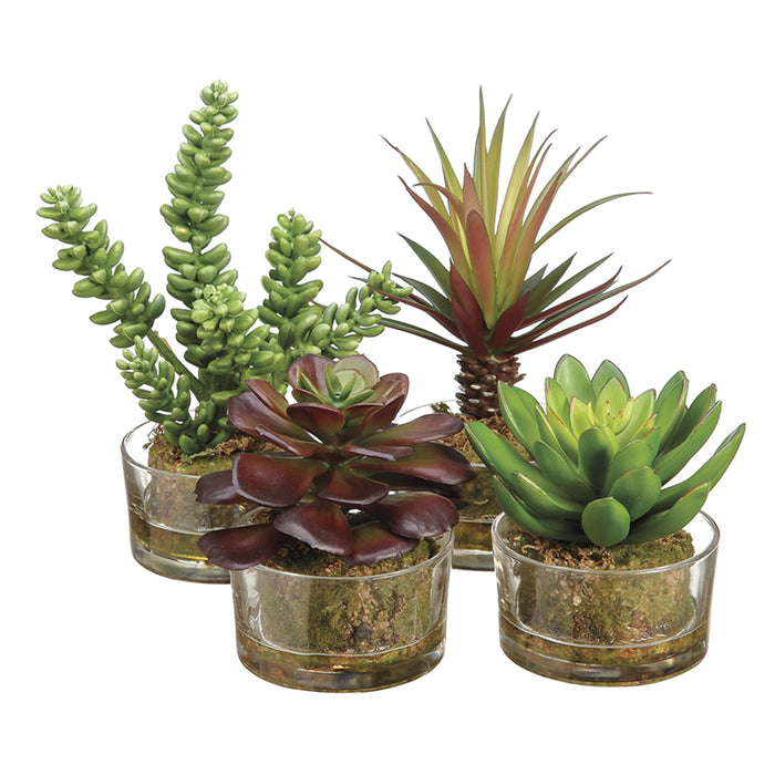 silk succulents 8" Set Of Assorted Succulent Garden Artificial Plant w/Glass Vase -Mixed Colors