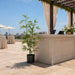5' Outdoor UV-Resistant Faux Bamboo Tree w/Pot -Green (Pack of 2) - LTB002-GR